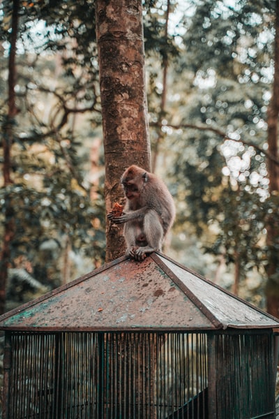 Brown and grey monkey sitting on the top of the cage
